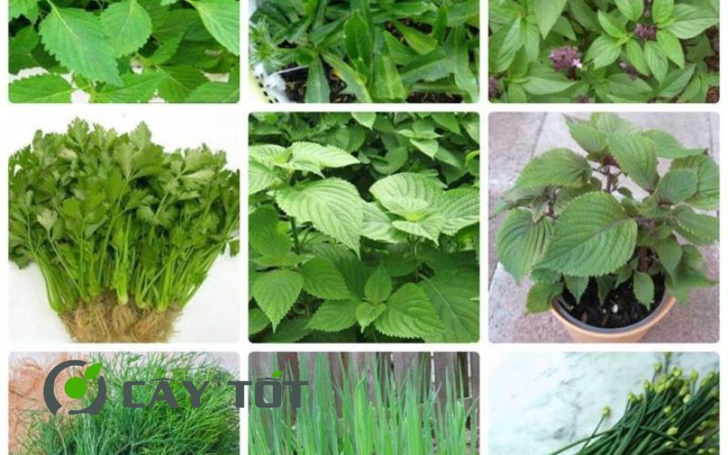 Hạt Giống Rau Thơm Tổng Hợp