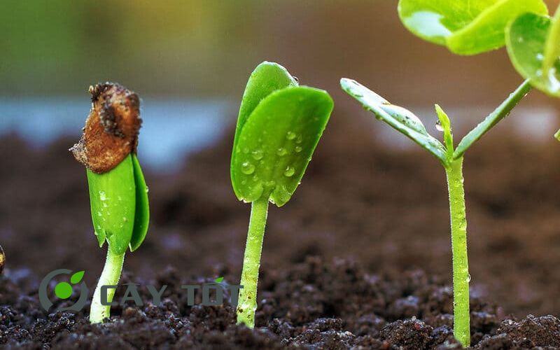 Hạt Giống Kinh Giới