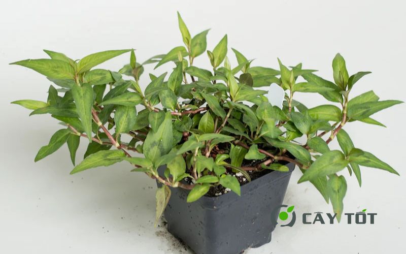 Hạt Giống Rau Răm