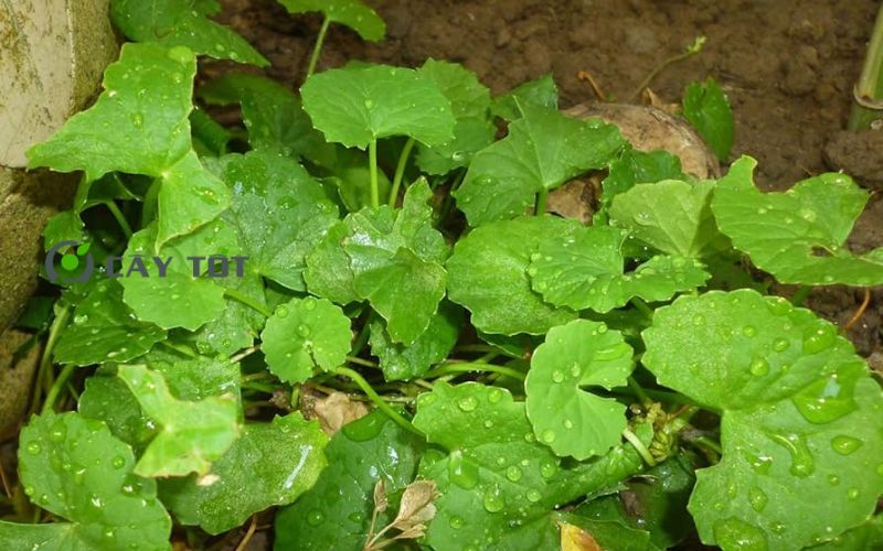 Hạt Giống Rau Má