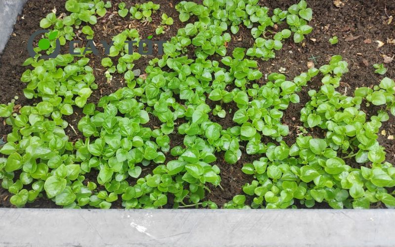 Hạt Giống Rau Càng Cua