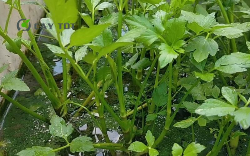 Hạt Giống Rau Cần Nước