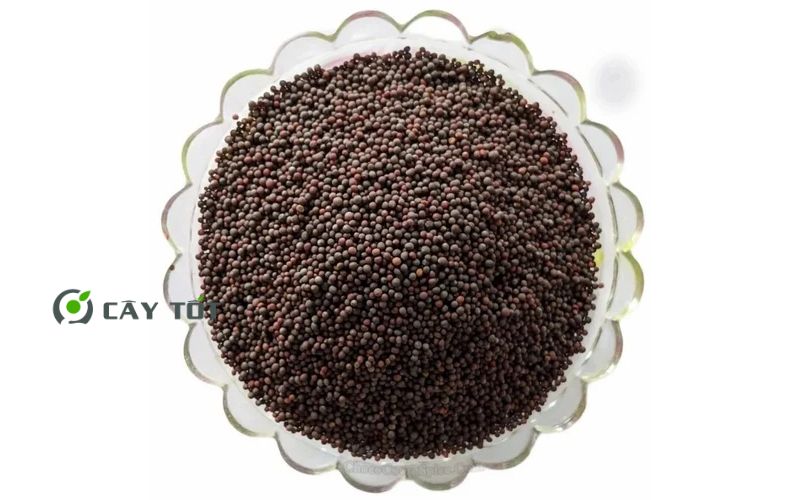 Hạt Giống Cải Xanh