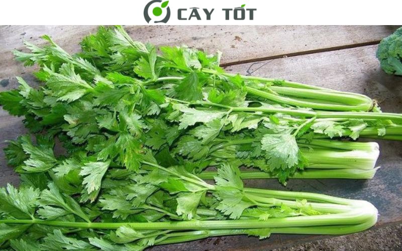 Hạt Giống Rau Cần Tây