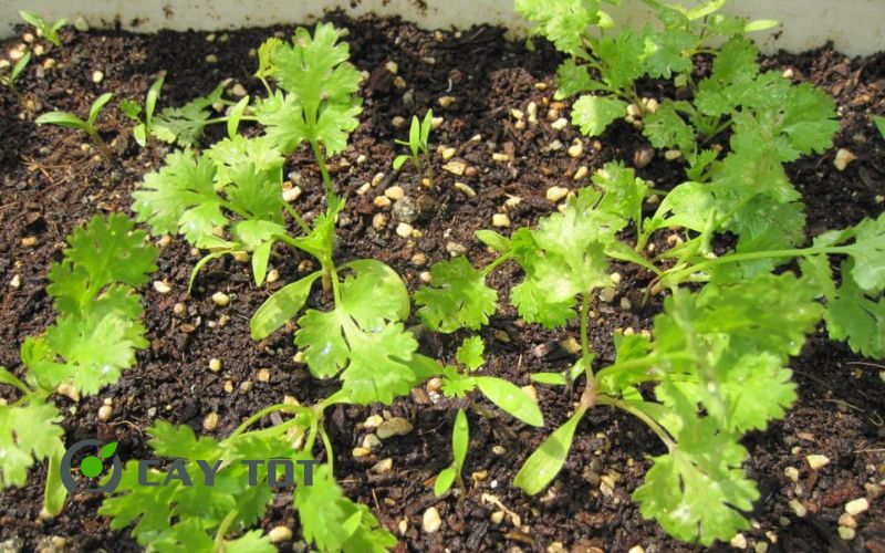 Hạt Giống Ngò Rí