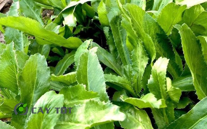 Hạt Giống Ngò Gai