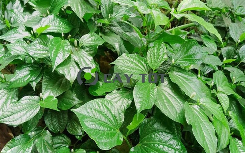 Hạt Giống Lá Lốt