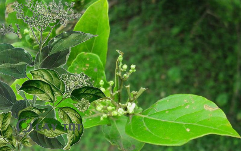 Hạt Giống Lá Cách