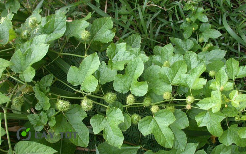 Hạt Giống Lạc Tiên