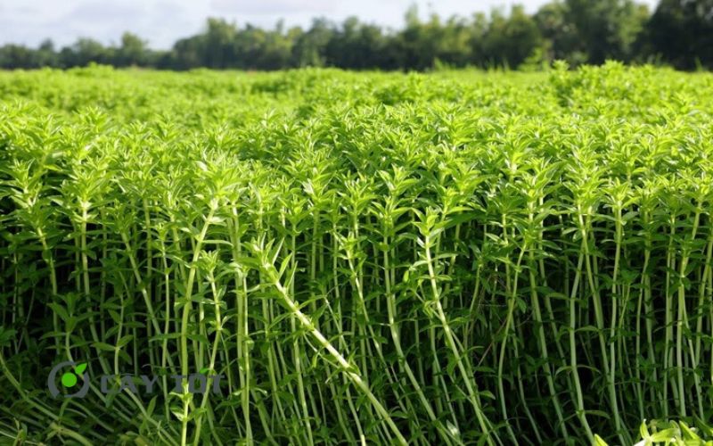 Hạt Giống Rau Om