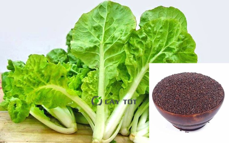 Hạt Giống Cải Bẹ Dún