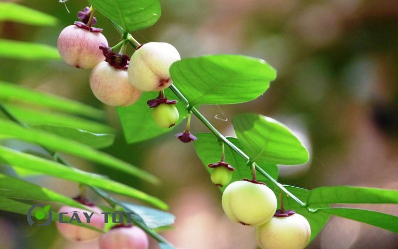 Hạt Giống Rau Bồ Ngót