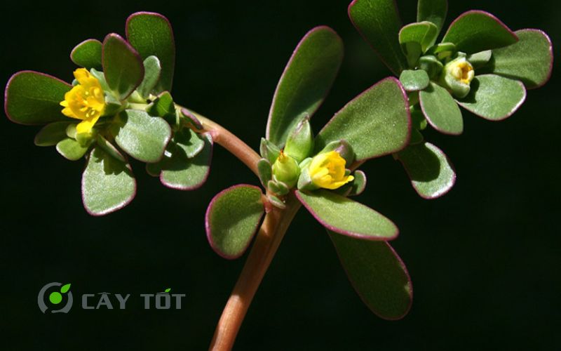 Hạt Giống Rau Sam