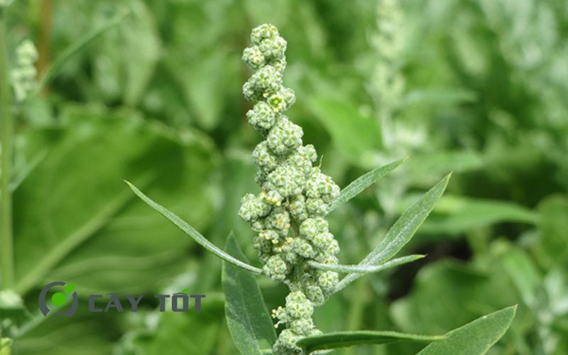 Hạt Giống Rau Muối