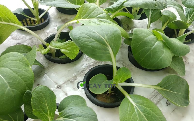 Hạt Giống Cải Bẹ Trắng