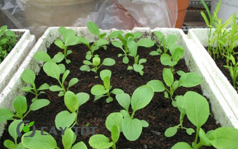 Hạt Giống Cải Bẹ Xanh