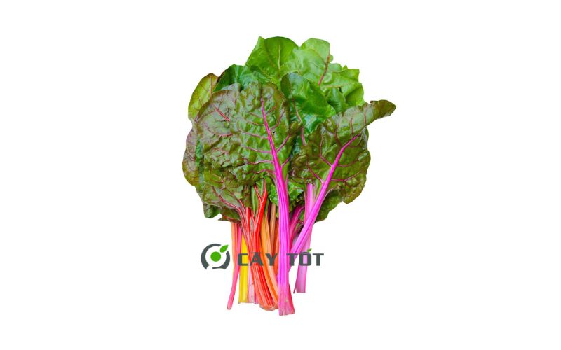 Hạt Giống Cải Cầu Vồng