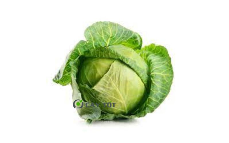 Hạt Giống Bắp Cải