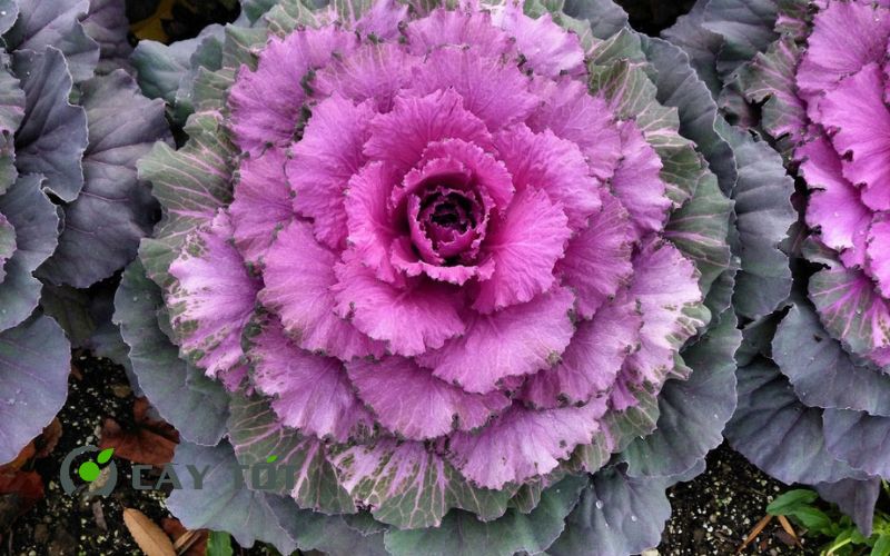 Hạt Giống Bắp Cải Tím