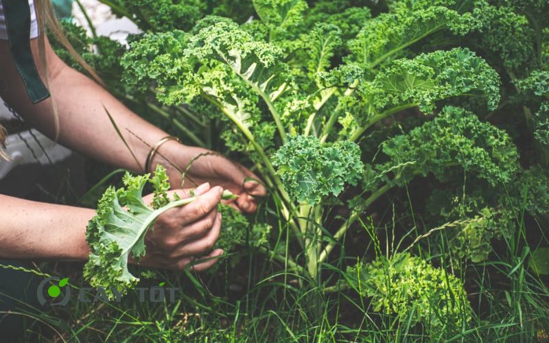 Hạt Giống Cải Xoăn Kale