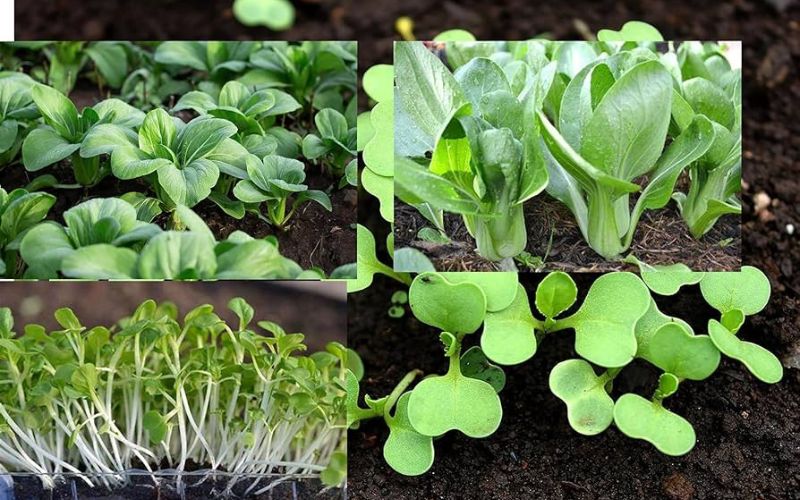 Hạt Giống Cải Thìa