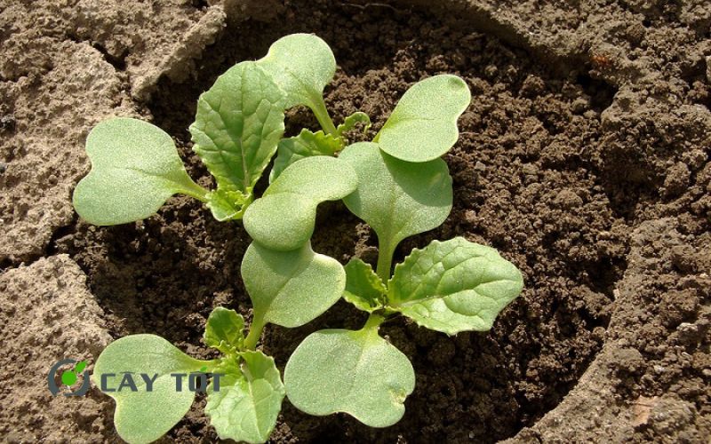 Hạt Giống Cải Thảo