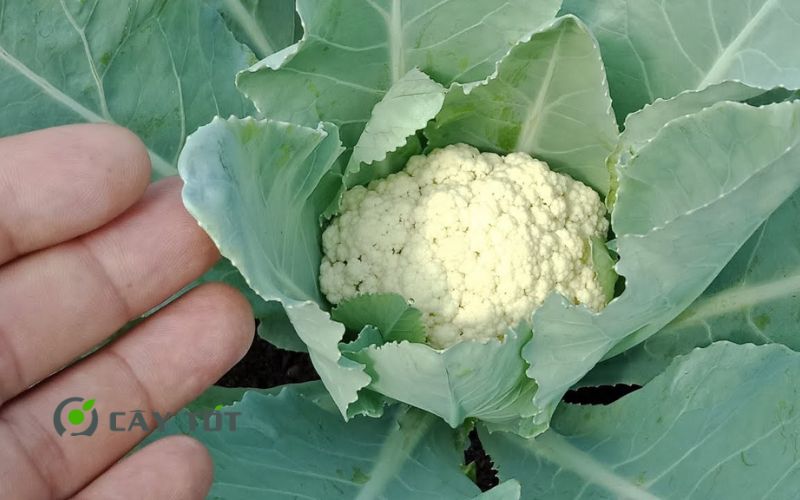 Hạt Giống Súp Lơ Trắng