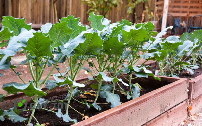 Hạt Giống Súp Lơ Xanh