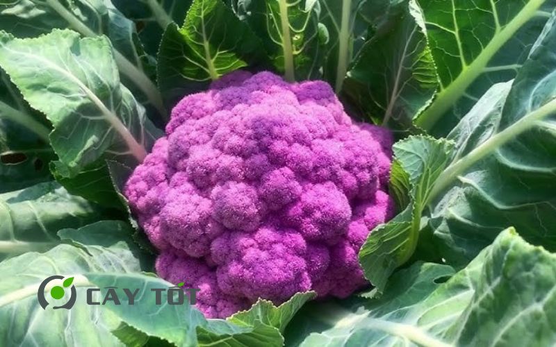 Hạt Giống Súp Lơ Tím