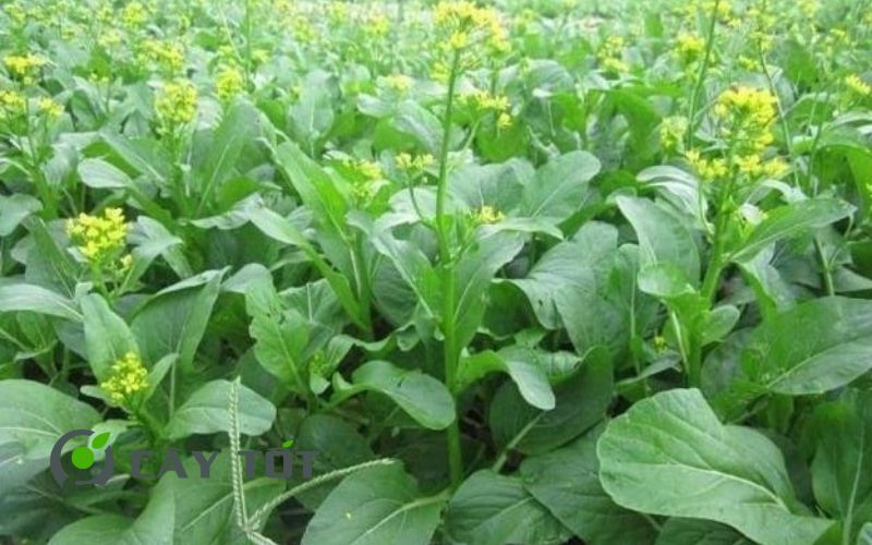 Hạt Giống Bông Cải Ngồng