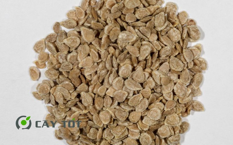 Hạt Giống Cà Chua Đỏ