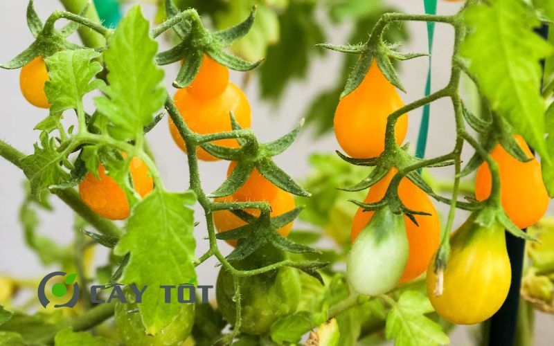 Hạt Giống Cà Chua Vàng
