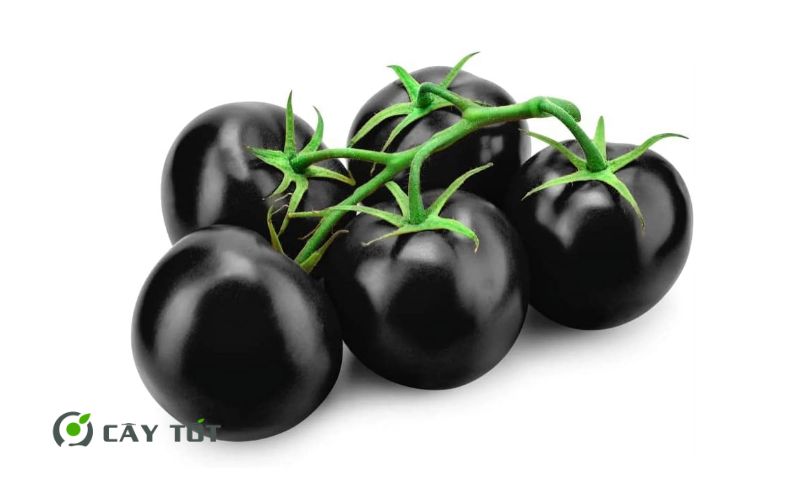 Hạt Giống Cà Chua Đen