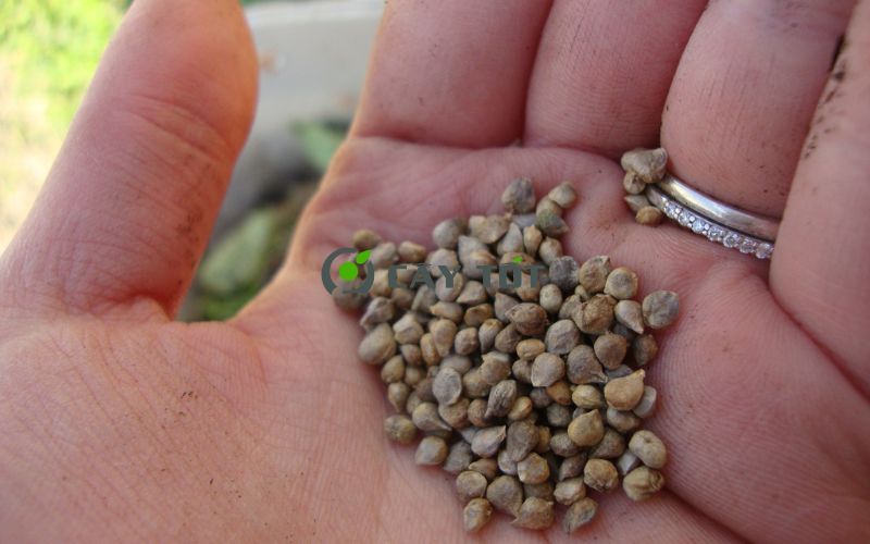 Hạt Giống Cải Bó Xôi