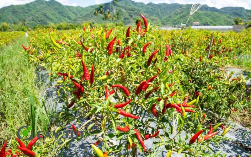 Hạt Giống Ớt Chỉ Thiên