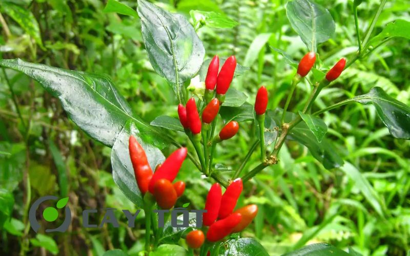 Hạt Giống Ớt Hiểm