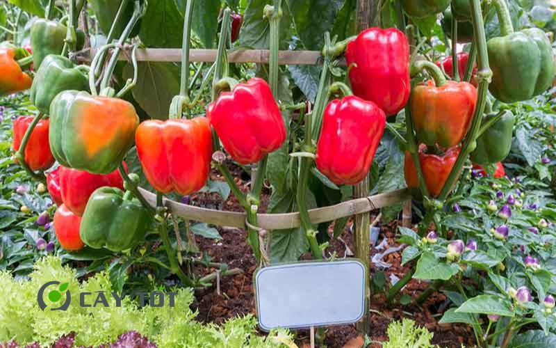 Hạt Giống Ớt Chuông Đỏ