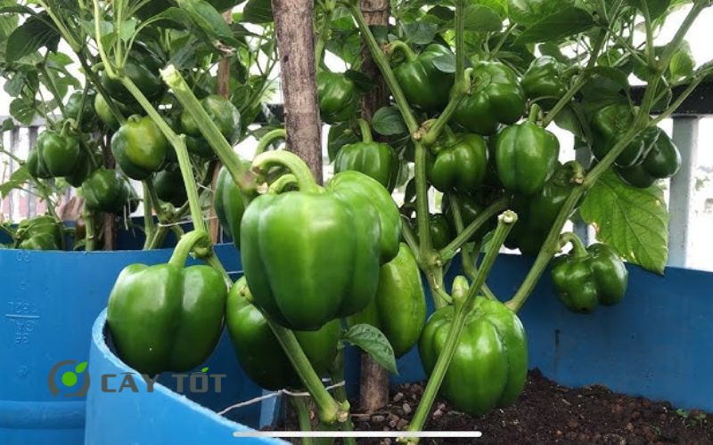 Hạt Giống Ớt Chuông Xanh