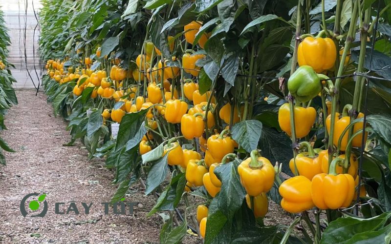 Hạt Giống Ớt Chuông Vàng