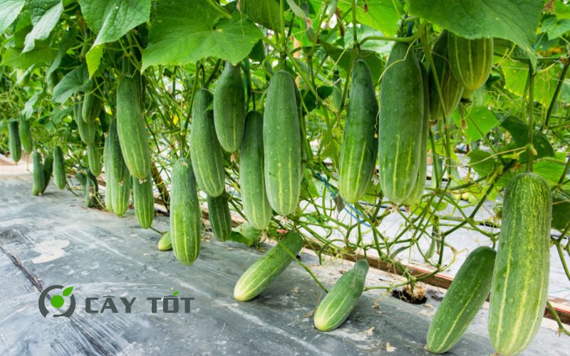 Hạt Giống Dưa Leo