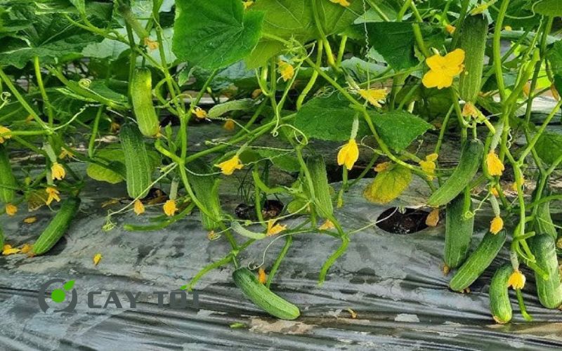 Hạt Giống Dưa Leo Thân Gai