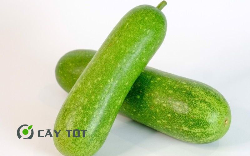 Hạt Giống Bí Đao