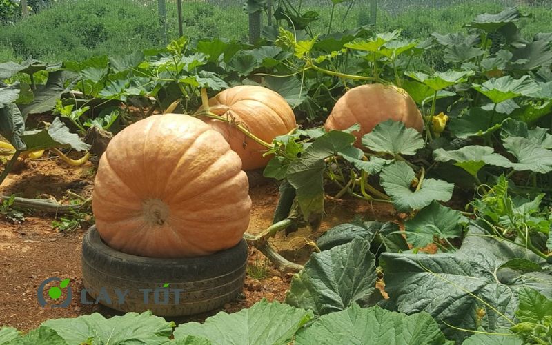 Hạt Giống Bí Đỏ