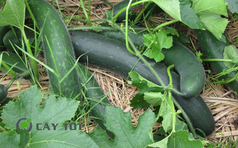 Hạt Giống Bí Xanh