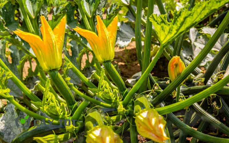 Hạt Giống Bí Ngòi Xanh