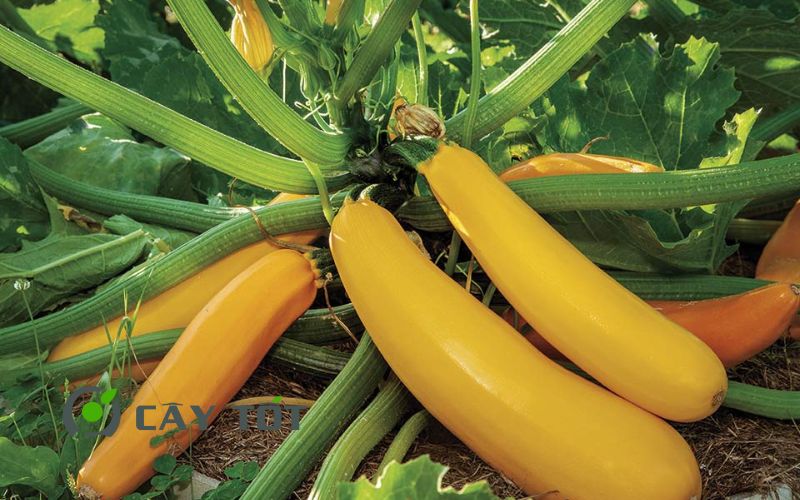 Hạt Giống Bí Ngòi Vàng