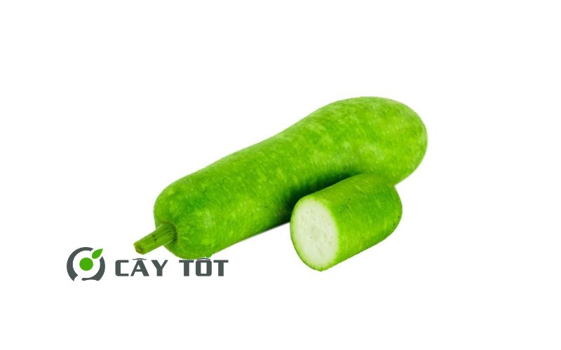 Hạt Giống Bầu Sao