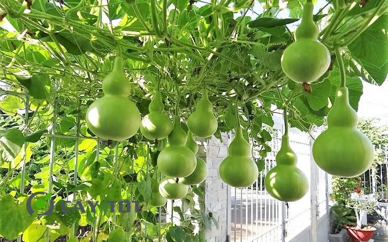 Hạt Giống Bầu Hồ Lô