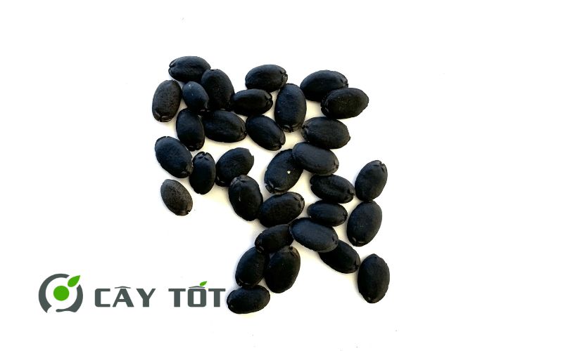 Hạt Giống Mướp Hương
