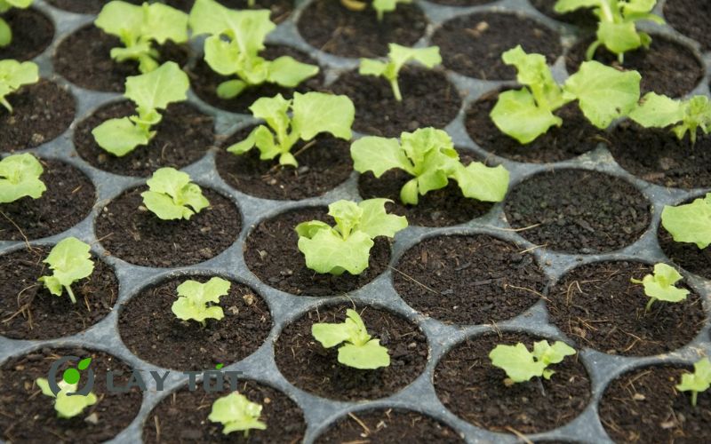 Hạt Giống Xà Lách Xoăn